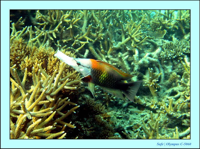 2005 - 08 - Perhentian  - 211.JPG